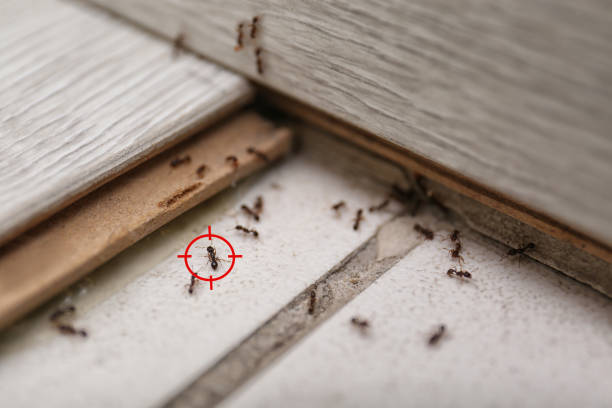 Best Termite Control Services  in Windsor, MO