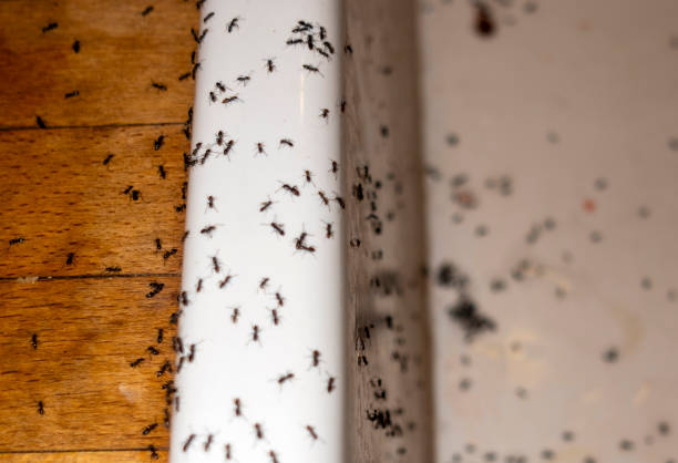 Best Affordable Pest Control Services  in Windsor, MO