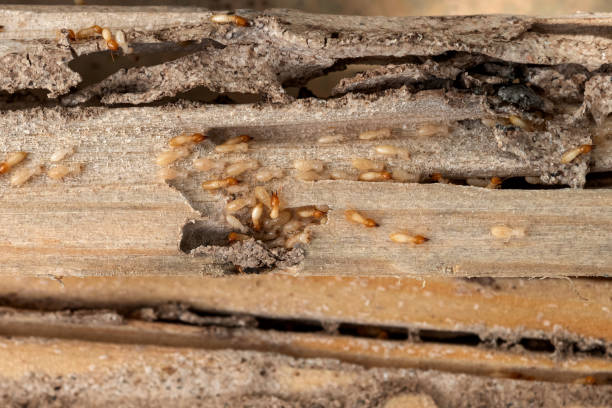 Pest Prevention Services in Windsor, MO